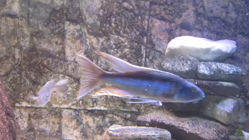 Champsochromis caeruleus von Manfred Meyer (36)