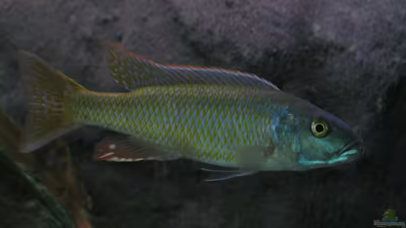 Champsochromis caeruleus von Marcus.H (18)