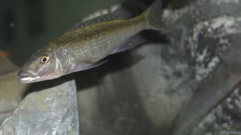 Champsochromis Caeruleus von Swenni (43)