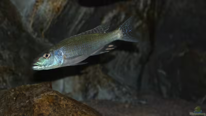 Champsochromis Caeruleus von Swenni (50)