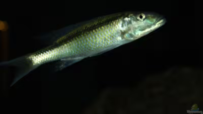 Champsochromis Caeruleus von Swenni (55)