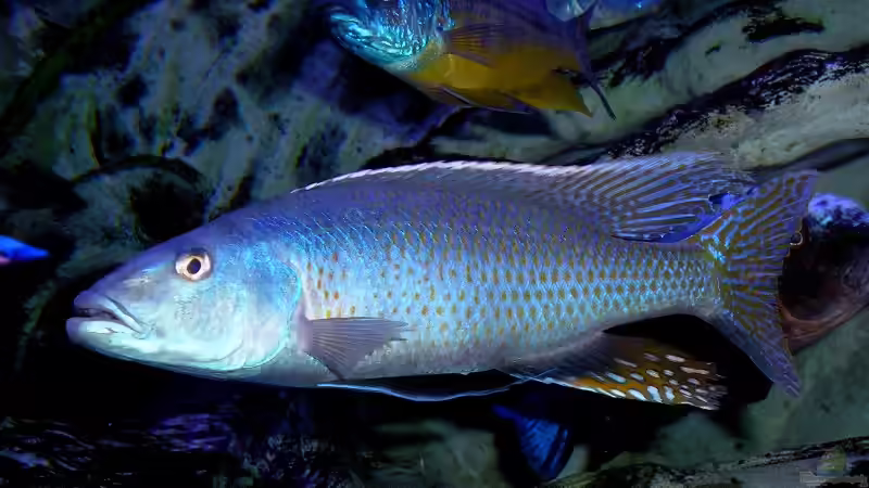 Champsochromis caeruleus von Wolfgang Schlader (44)