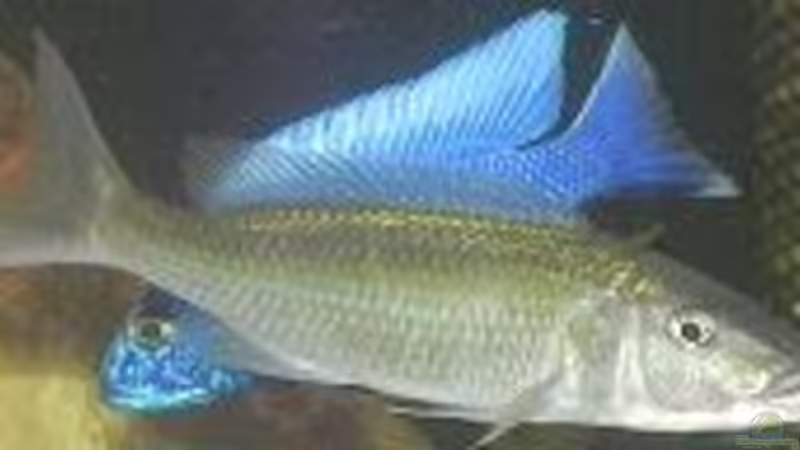Champsochromis caeruleus Weibchen  von daniel5 (12)