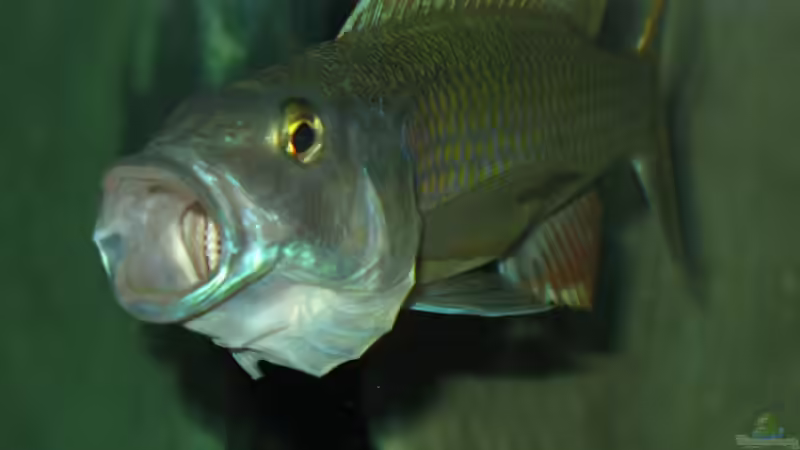 Einrichtungsbeispiele für die Haltung von Champsochromis caeruleus (Forellenbuntbarsch) im Aquarium