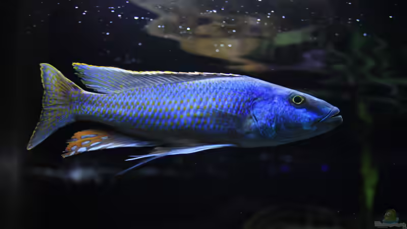 Champsochromis spilorhynchus  von Lukas Meierjohann (8)