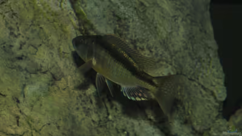 Champsochromis spilorhynchus Bock ca. 10 cm von Crenii (48)