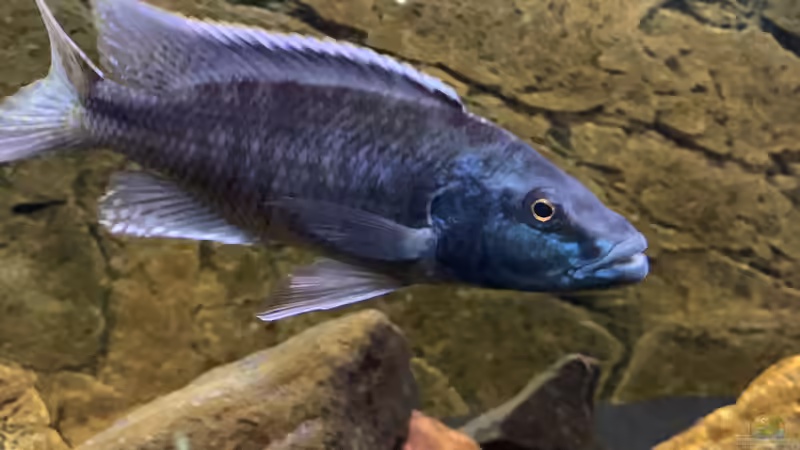 Champsochromis spilorhynchus von Manni (20)