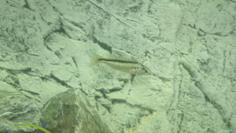 Champsochromis spilorhynchus von Michael Brunner (8)