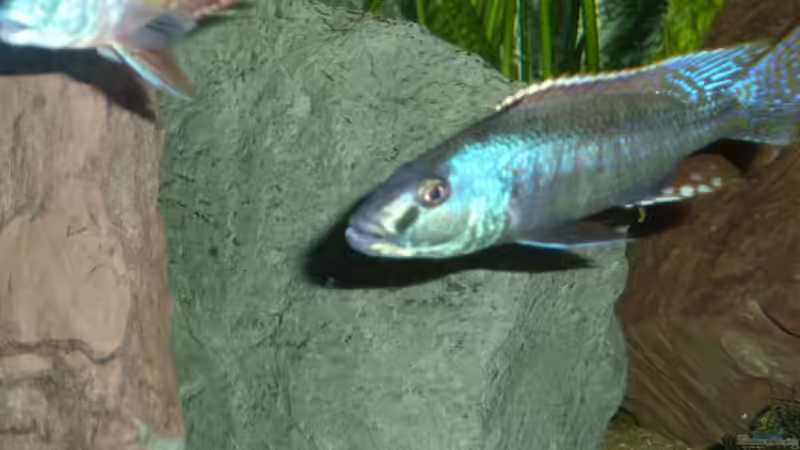 Champsochromis spilorhynchus von roofer112 (8)
