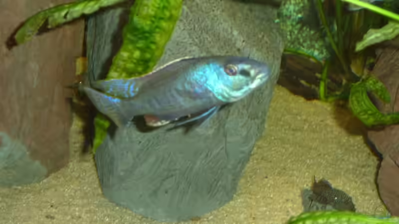 Champsochromis spilorhynchus von roofer112 (9)
