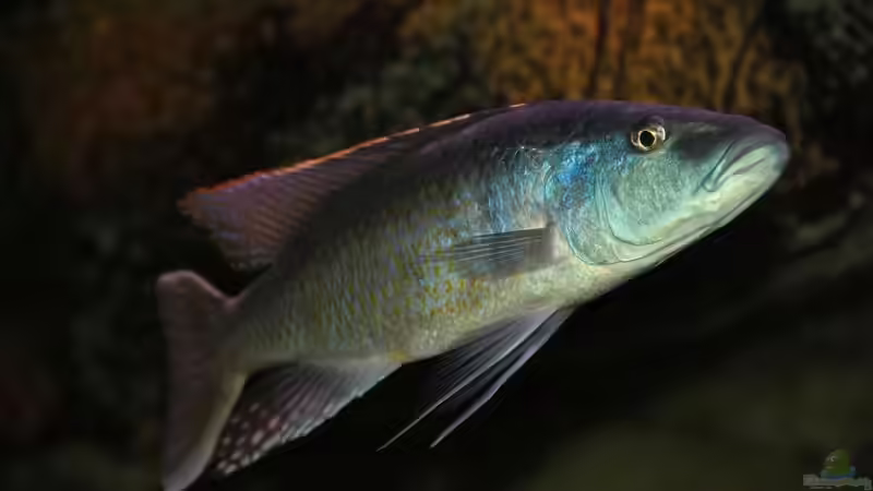 Champsochromis Spilorhynchus von Wietze Bron (123)