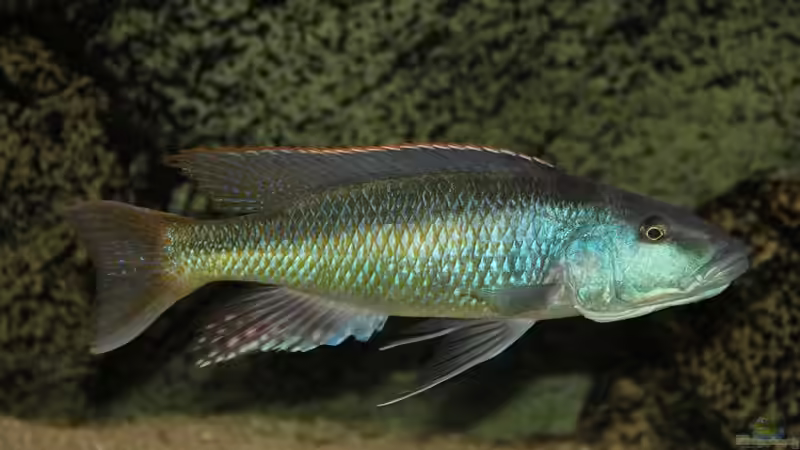 Champsochromis Spilorhynchus von Wietze Bron (125)