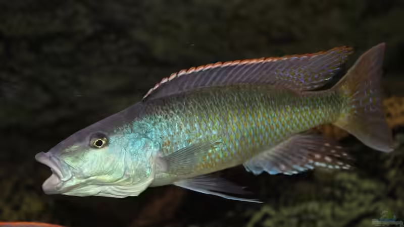 Champsochromis Spilorhynchus von Wietze Bron (126)