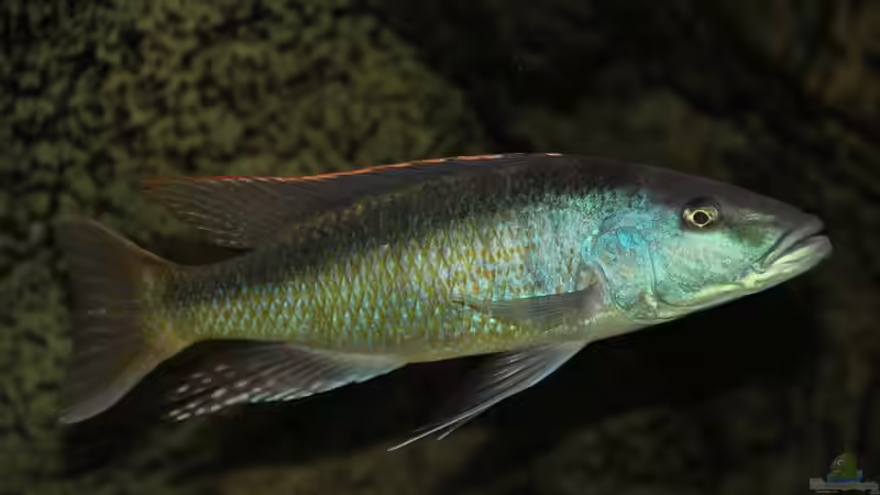 Champsochromis Spilorhynchus von Wietze Bron (127)