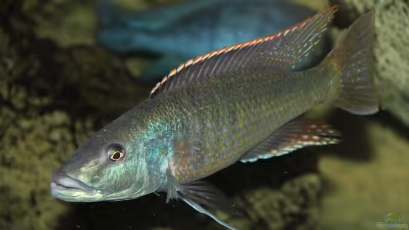 Einrichtungsbeispiele für die Haltung von Champsochromis spilorhynchus im Aquarium