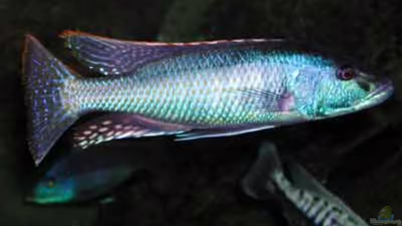 Einrichtungsbeispiele für die Haltung von Champsochromis spilorhynchus im Aquarium