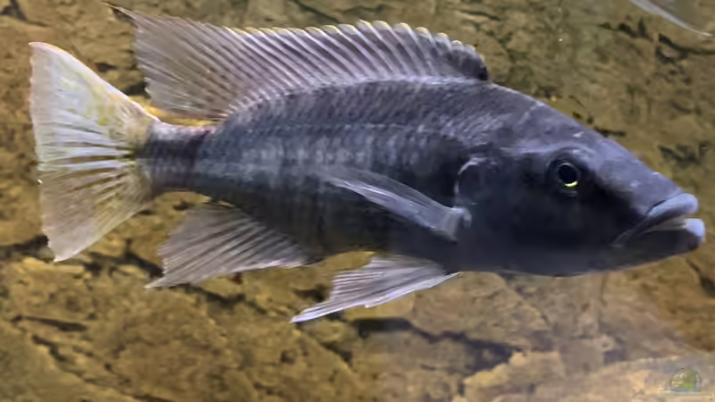 Einrichtungsbeispiele für die Haltung von Champsochromis spilorhynchus im Aquarium
