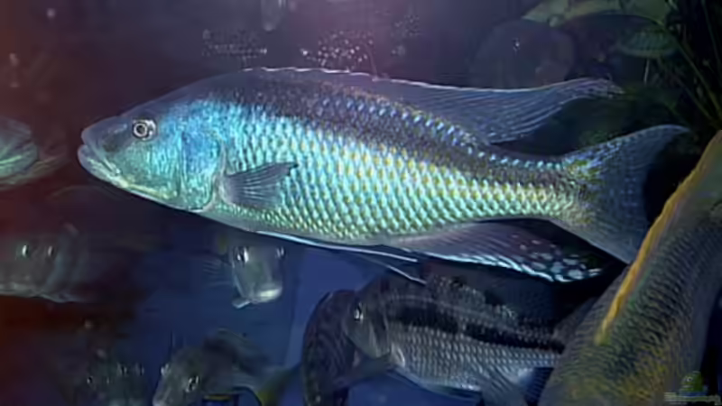 Einrichtungsbeispiele für Aquarien mit Champsochromis-Arten