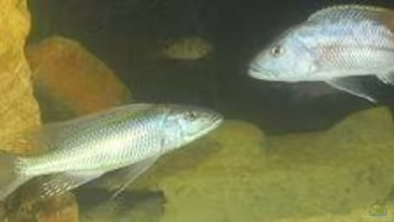 Champsochromis vs. Tyrannochromis von daniel5 (13)