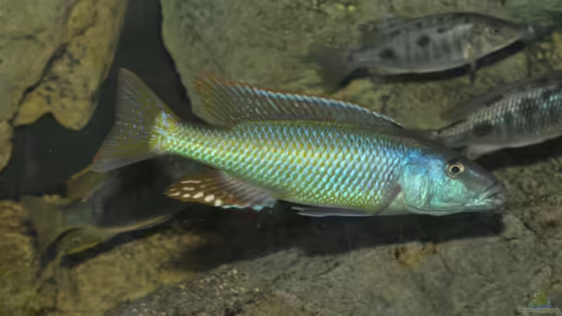 Chamsochromisbock (nicht mehr im Becken) von Crenii (56)