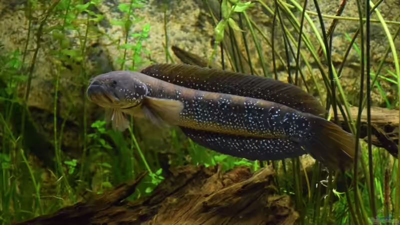 Channa asiatica von Christian Andreas (1)