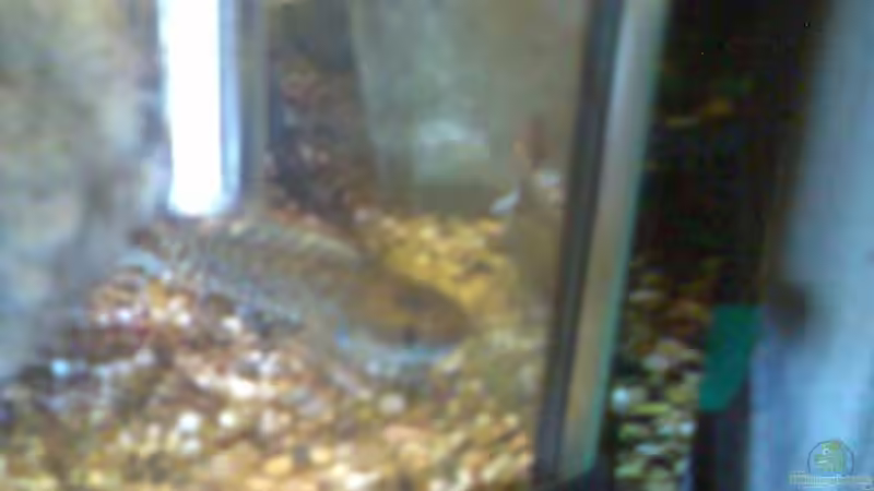 Channa Bleheri, M. von Thomas Müller (18)