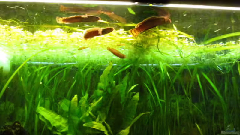 Channa Bleheri von Der Bergzower (14)