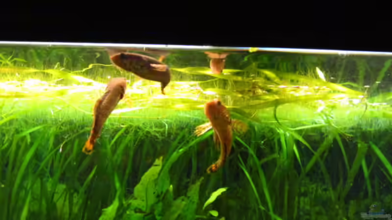 Channa Bleheri von Der Bergzower (15)