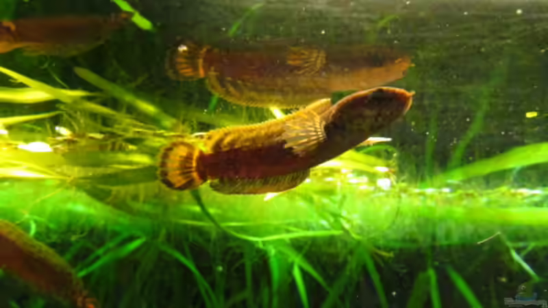 Channa Bleheri von Der Bergzower (17)