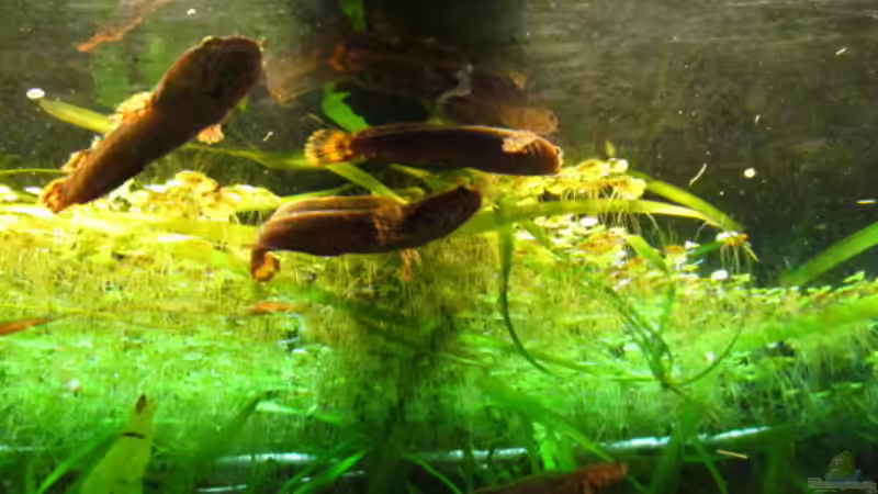 Channa Bleheri von Der Bergzower (18)