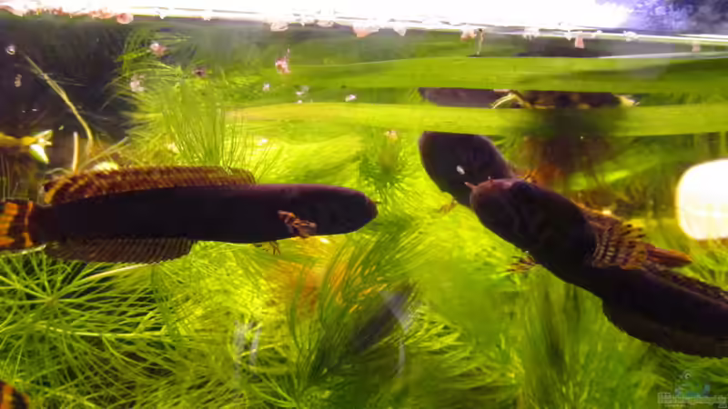 Channa bleheri im Aquarium halten (Einrichtungsbeispiele für Regenbogen-Schlangenkopf)