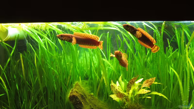 Aquarien mit Schlangenkopffischen (Channa, Parachanna)