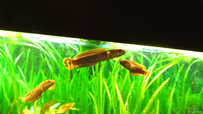 Aquarien mit Schlangenkopffischen (Channa, Parachanna)