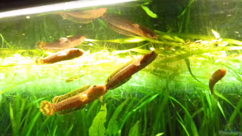 Channa bleheri im Aquarium halten (Einrichtungsbeispiele für Regenbogen-Schlangenkopf)