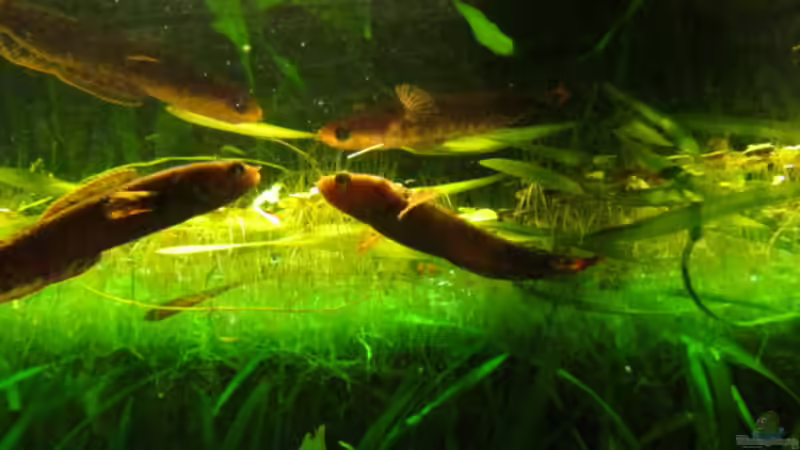 Aquarien mit Schlangenkopffischen (Channa, Parachanna)