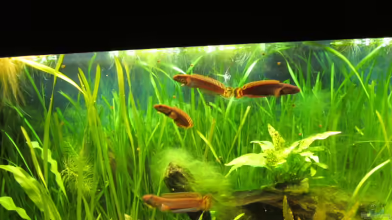 Channa bleheri im Aquarium halten (Einrichtungsbeispiele für Regenbogen-Schlangenkopf)