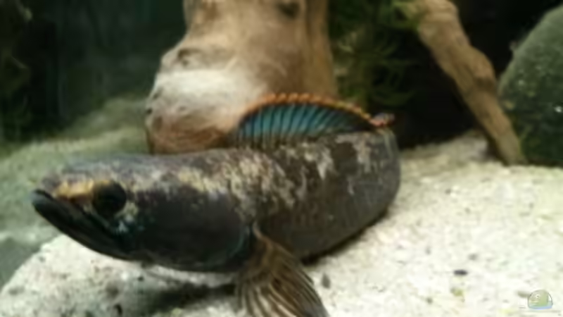 Channa können je nach Laune ihre Färbung ändern ,hier schön zu sehen ,wie er die Farbe vom Sand annimmt von AquaTobi90 (57)