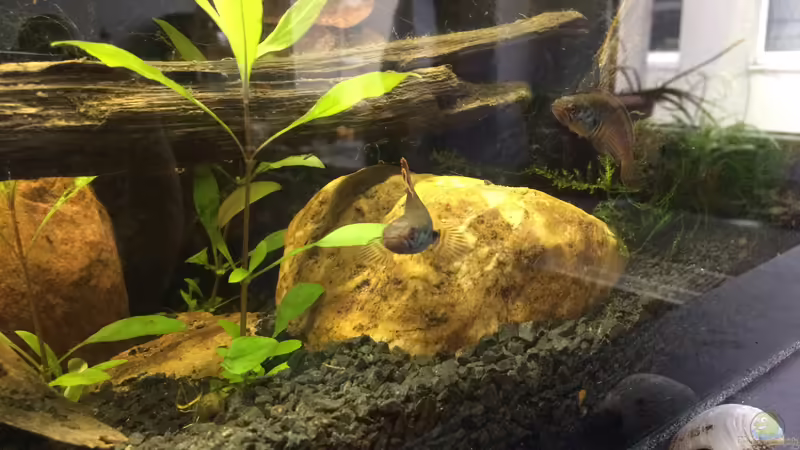 Channa spec. Red Fin von Harald Kästner (5)