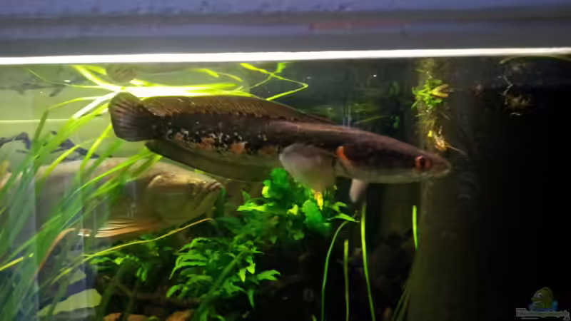 Channa spec Pseudomarulia von stomar6 (29)