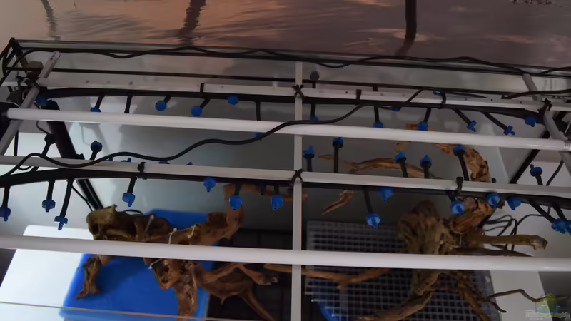 Chaos von Junglist (23)