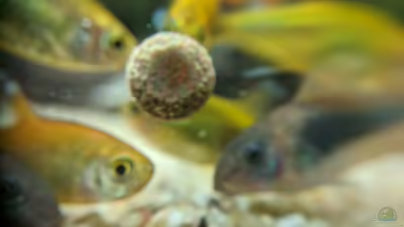 Chaoten beim Essen (Natürlich nur ein Spaß, 17.06.2020) von Ameisenalex (57)