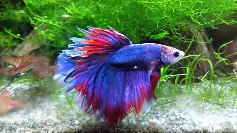 Charly 09.01.19 von Stephy (13)