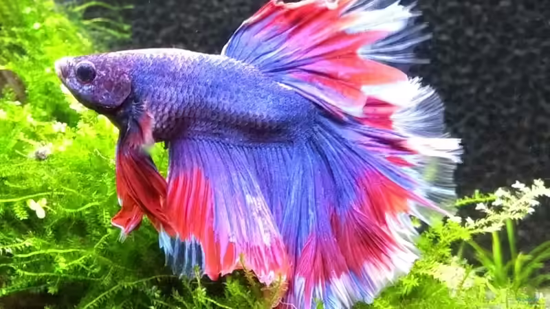 Charly 20.09.18 von Stephy (12)