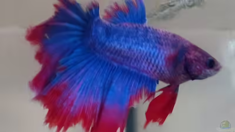 Charly Juli 18 von Stephy (8)