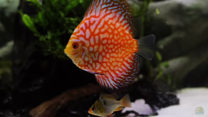 Checkerboard mit Schmetterlingsbuntbarsch von Wabi (28)