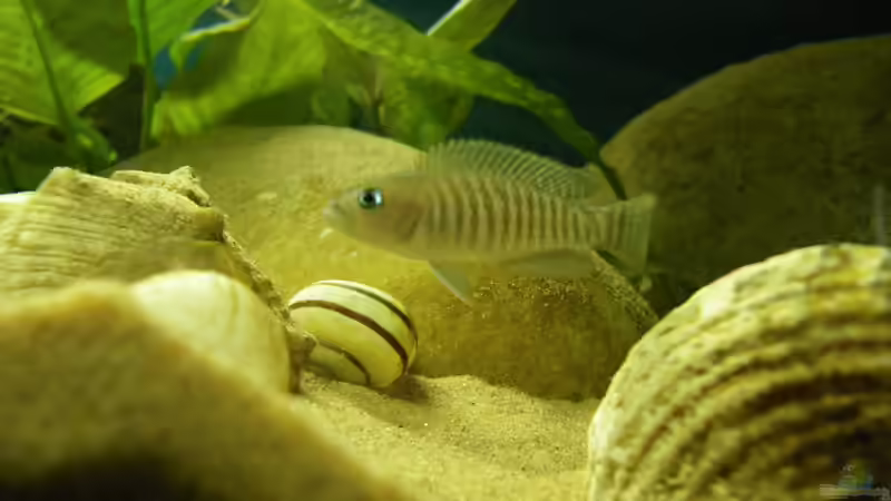 Chef der Truppe von Bazzi (47)