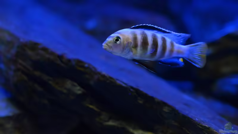 Chef im Ring von Mark Gor (21)