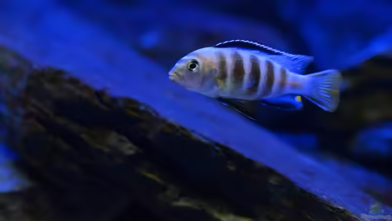 Chef im Ring von Mark Gor (22)