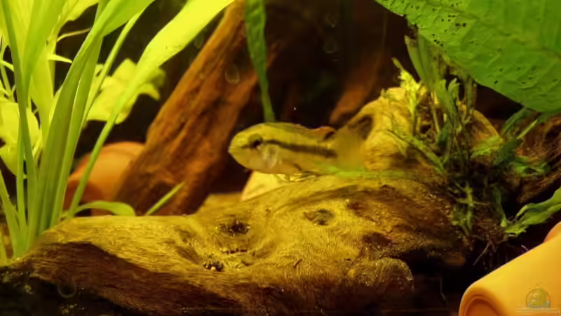 Chef im Ring von Tobias Kappe (4)