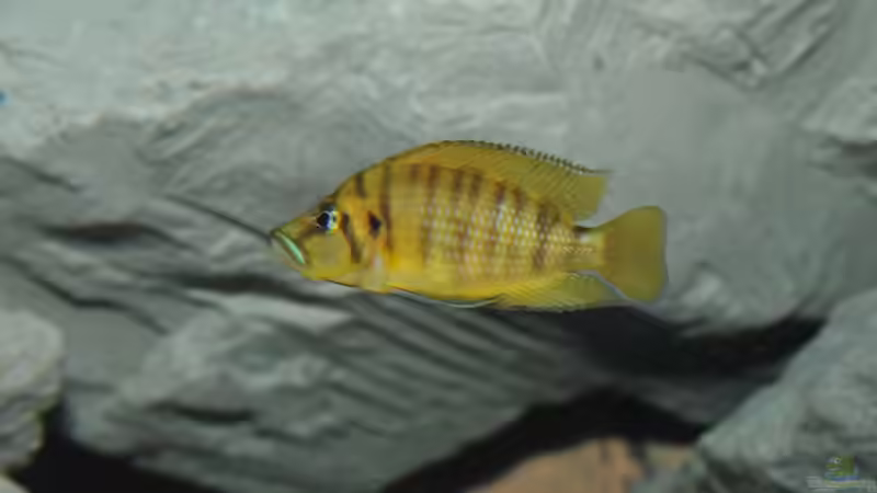 chef von Lars Schnabel (15)